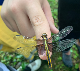 Closeup of student holding a dragonfly